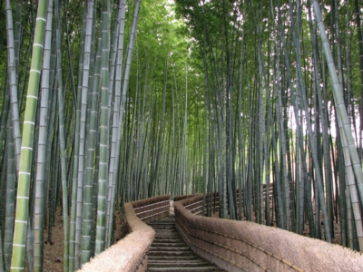 bamboo